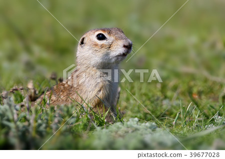 Speckled ground squirrel portrait 39677028