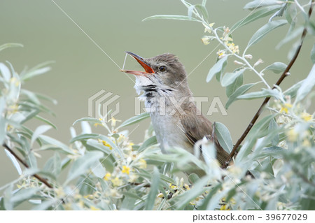 The Hidden Singer 39677029