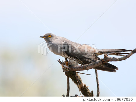 The common cuckoo (Cuculus canorus) 39677030