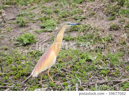 Squacco heron portrait Squacco heron portrait 39677082