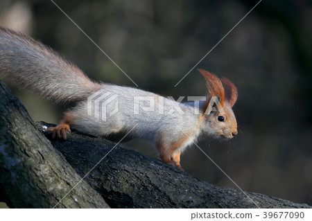 Fluffy Beauty 39677090