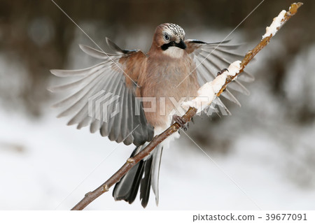 Accurate landing 39677091