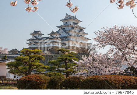 Cherry blossoming Himeji castle Cherry blossoming Himeji castle 39677840