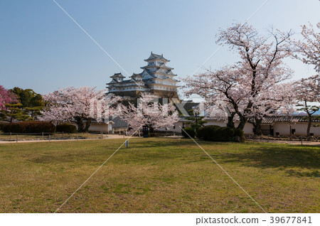 Cherry blossoming Himeji castle Cherry blossoming Himeji castle 39677841