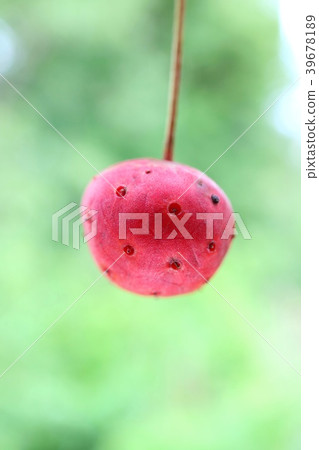 Wild boar fruit autumn nature background Wild boar fruit autumn nature background 39678189