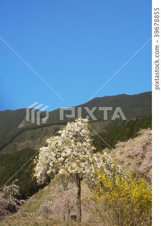 A village on the mountainside with cherry blossoms A village on the mountainside with cherry blossoms 39678855