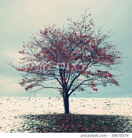 Snow cherry blossoms Snow cherry blossoms 39678876