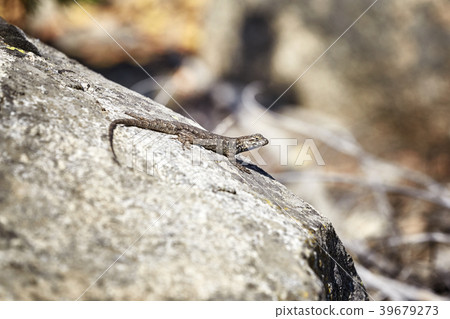 Western fence lizard on a rock. Western fence lizard on a rock. 39679273