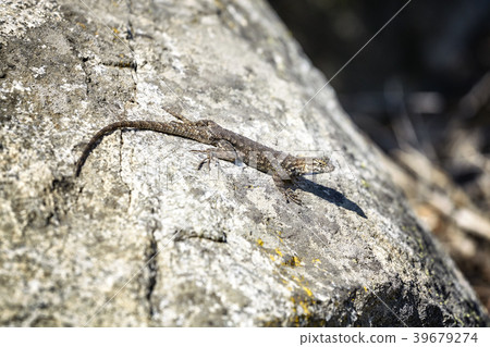 Western fence lizard on a rock. Western fence lizard on a rock. 39679274
