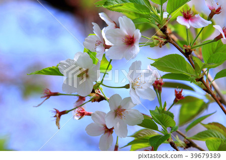 Cherry Blossom	 39679389