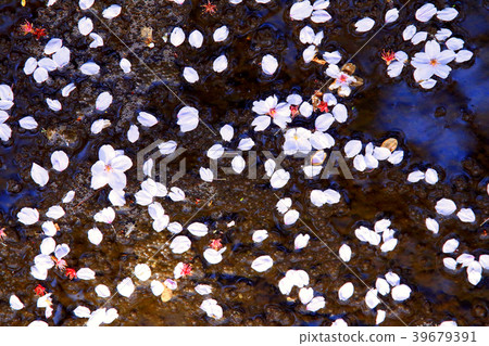 Cherry Blossom	 39679391