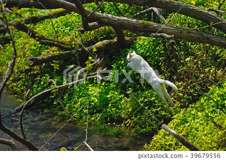 Cat feline jumping Cat feline jumping 39679556