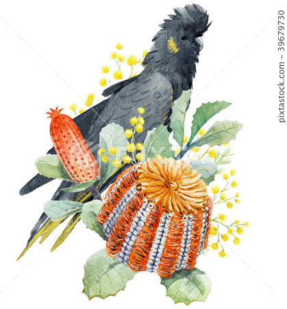Watercolor australian banksia floral composition 39679730