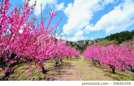 和歌山縣伊藤郡桂木町桃山天野 和歌山縣伊藤郡桂木町桃山天野 39680209