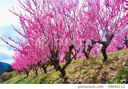 和歌山縣伊藤郡桂木町桃山天野 39680211