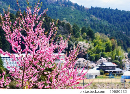 Mountain peach blossom Amano, Katsuragi-cho, Ito-gun, Wakayama Prefecture 39680383
