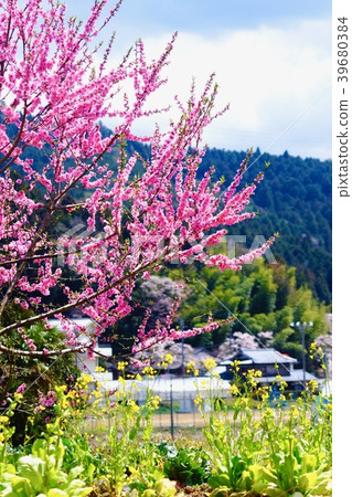 Mountain peach blossom Amano, Katsuragi-cho, Ito-gun, Wakayama Prefecture 39680384