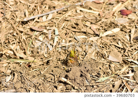 bambooshoot  39680703