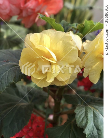 花 39680916