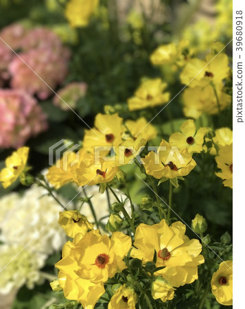 花 39680918