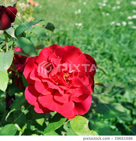 Beautiful roses in summer garden . 39681086