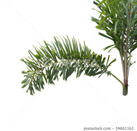 green foxtail palm leaf tree isolated on white green foxtail palm leaf tree isolated on white 39681162