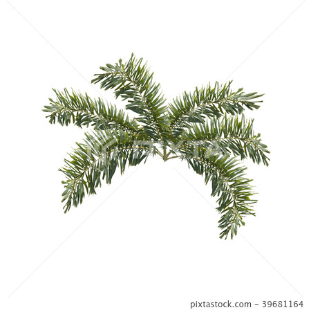 green foxtail palm leaf tree isolated on white green foxtail palm leaf tree isolated on white 39681164