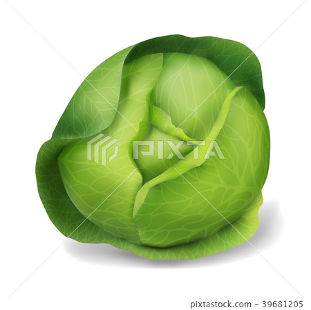 Cabbage, vector object - Stock Illustration [39681205] - PIXTA