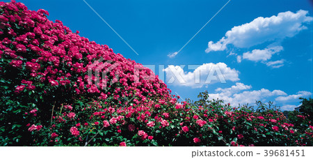 Roses, clouds, different roses, 39681451