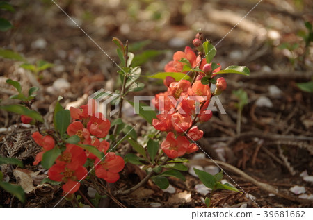 Shooting down 2018.4.4 (Moka City, Tochigi Prefecture) 39681662