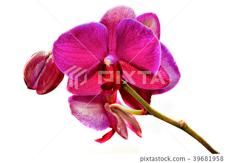 Beautiful branch of pink orchids isolated Beautiful branch of pink orchids isolated 39681958