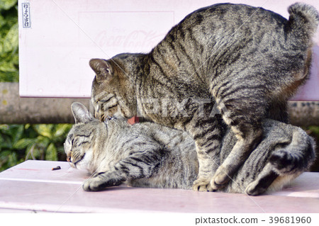 Mating of a stray cat Mating of a stray cat 39681960