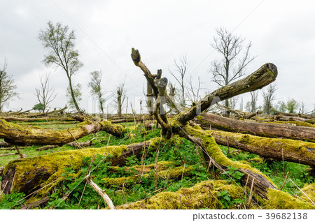 Fallen Trees in a Nature Reserve 39682138