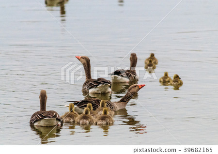 Geese and Goslings in Spring 39682165