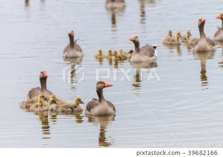 Geese and Goslings in Spring 39682166