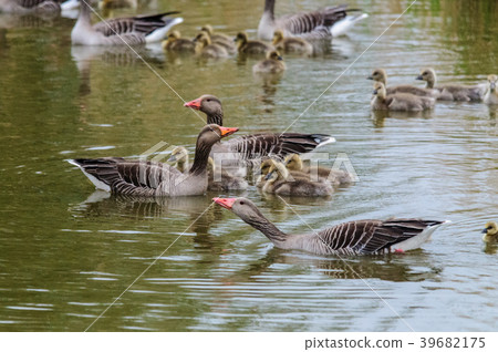 Geese and Goslings in Spring Geese and Goslings in Spring 39682175