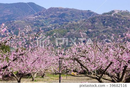Arakawa peach field in full bloom Kinokawa City, Wakayama Prefecture Arakawa peach field in full bloom Kinokawa City, Wakayama Prefecture 39682516