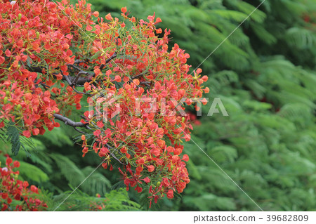 Flame Tree Flower Royal Poinciana Flame Tree Flower Royal Poinciana 39682809