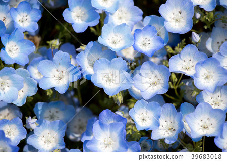 Closed up of Nemophila (Baby blue eyes) flower 39683018