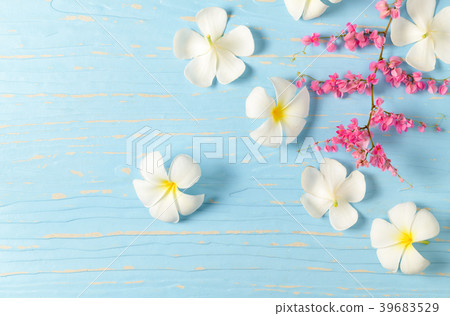 white plumeria flower and pink creeper flower 39683529