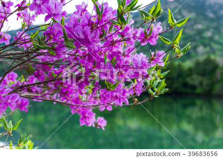 栃木縣日光市Yunogo Toko Goke betsutsuji（五月） 39683656