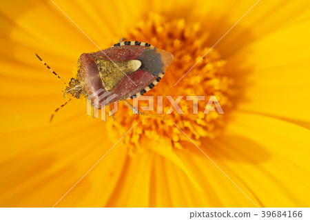 Flowers and insects 39684166