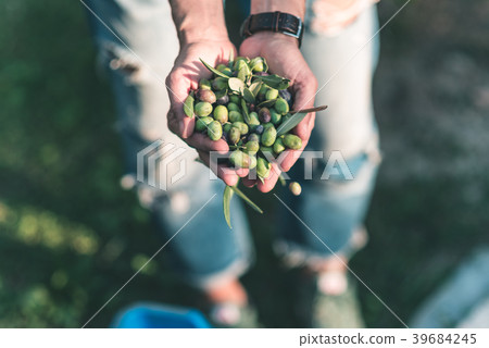 Handful of olives Handful of olives 39684245
