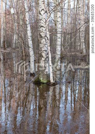 Flooded thicket at spring 39685100