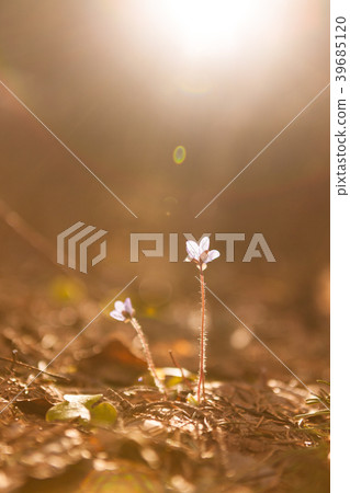 Hepatica nobilis beautiful sunlight 39685120