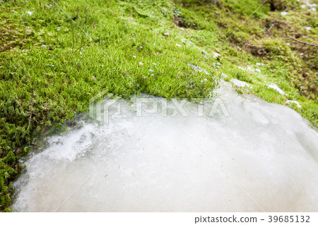Moss and ice closeup in forest Moss and ice closeup in forest 39685132