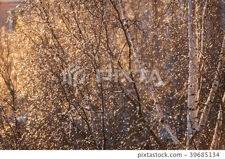 Sunlight on tree branches Sunlight on tree branches 39685134
