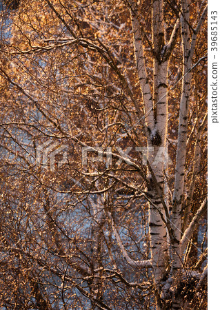 Sunlight on tree branches Sunlight on tree branches 39685143