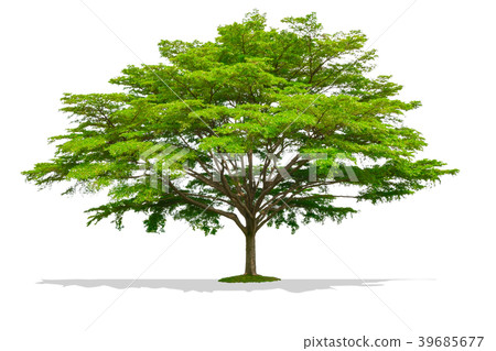 Beautiful large one tree isolated on white 39685677