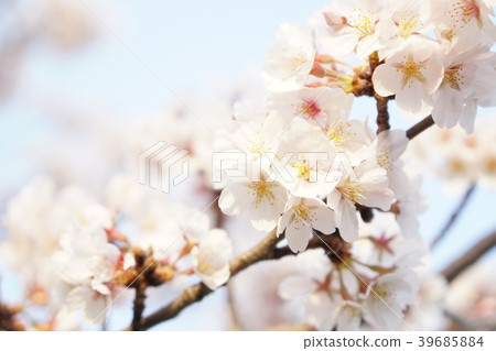 Cherry Blossoms	 39685884